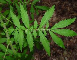 Attēlu rezultāti vaicājumam “Agrimonia pilosa leaf”