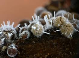 Attēlu rezultāti vaicājumam “Polycephalomyces tomentosus”