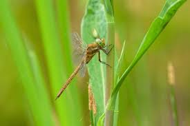 Attēlu rezultāti vaicājumam “Aeshna isoceles”
