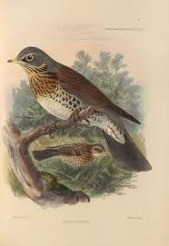Attēlu rezultāti vaicājumam “Turdus pilaris”