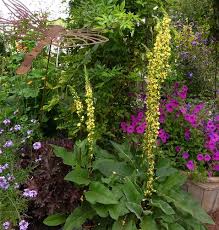 Image result for Verbascum nigrum