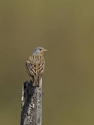 Image result for Emberiza caesia