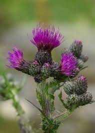 Attēlu rezultāti vaicājumam “Cirsium palustre flower”