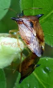 Attēlu rezultāti vaicājumam “Elasmucha ferrugata”