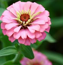 Image result for Zinnia elegans