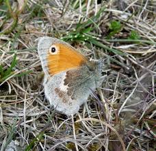 Attēlu rezultāti vaicājumam “Coenonympha pamphilus underside”