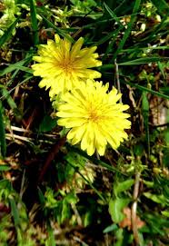 Attēlu rezultāti vaicājumam “Taraxacum”