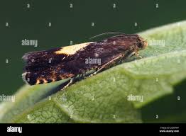 Attēlu rezultāti vaicājumam “Pammene rhediella”