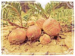 Attēlu rezultāti vaicājumam “Astragalus danicus fruit”