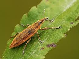 Attēlu rezultāti vaicājumam “Lixus iridis”