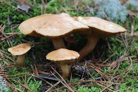 Attēlu rezultāti vaicājumam “Suillus bovinus”