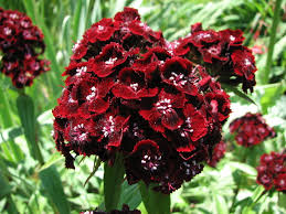 Image result for Dianthus barbatus