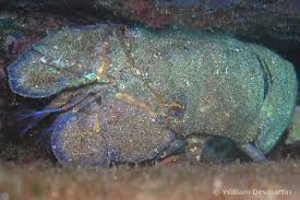 Image result for Scyllarides latus