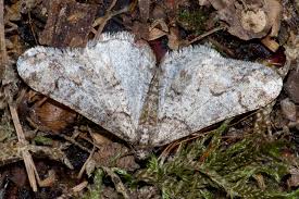 Attēlu rezultāti vaicājumam “Agriopis leucophaearia”