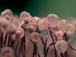 Attēlu rezultāti vaicājumam “Cribraria tenella macro”