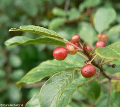 Attēlu rezultāti vaicājumam “Frangula alnus fruit”
