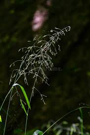 Attēlu rezultāti vaicājumam “Calamagrostis arundinacea leaf”