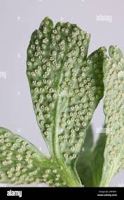 Attēlu rezultāti vaicājumam “Ochropsora ariae”