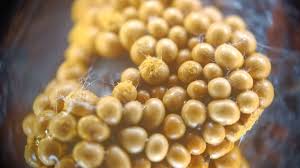 Attēlu rezultāti vaicājumam “Oligonema sp.”