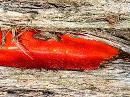 Attēlu rezultāti vaicājumam “Enerthenema papillatum stalked”