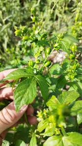 Attēlu rezultāti vaicājumam “Reticularia lobata young”