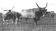 longhorncattle.jpg