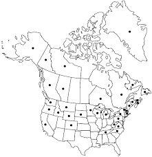 Attēlu rezultāti vaicājumam “Pterigynandrum filiforme”