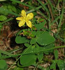 Attēlu rezultāti vaicājumam “Hypericum maculatum”