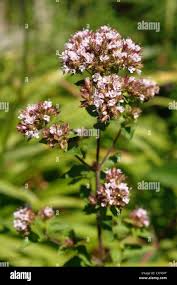 Attēlu rezultāti vaicājumam “Origanum vulgare flower”