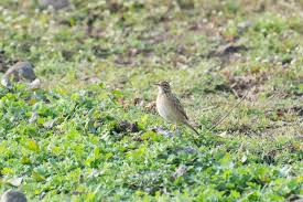 Image result for Anthus godlewskii