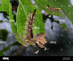 Attēlu rezultāti vaicājumam “Orgyia antiqua imago”