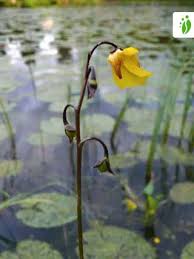 Attēlu rezultāti vaicājumam “Utricularia vulgaris flower”