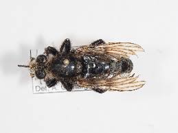 Attēlu rezultāti vaicājumam “Laphria gibbosa”
