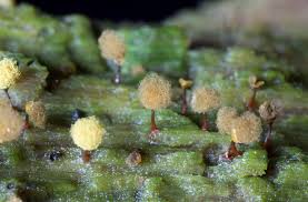 Attēlu rezultāti vaicājumam “Hemitrichia calyculata young”