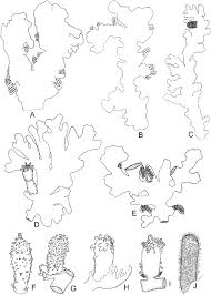 Attēlu rezultāti vaicājumam “Aneura pinguis”