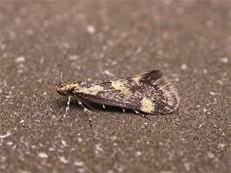 Attēlu rezultāti vaicājumam “Denisia similella”