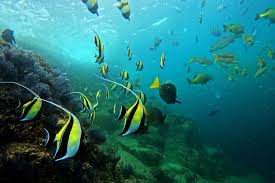 Image result for East Snorkellers
