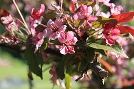 Attēlu rezultāti vaicājumam “Malus purpurea leaf”