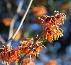Attēlu rezultāti vaicājumam “Hamamelis vernalis flower”