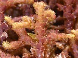 Attēlu rezultāti vaicājumam “Ptilidium ciliare”