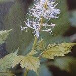 Attēlu rezultāti vaicājumam “Actaea spicata flower”