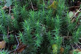 Attēlu rezultāti vaicājumam “Polytrichastrum formosum”