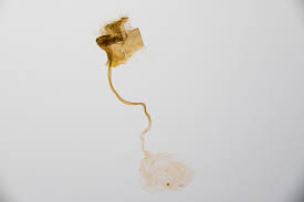 Attēlu rezultāti vaicājumam “Catoptria permutatellus”