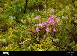 Attēlu rezultāti vaicājumam “Rhododendron canadense”