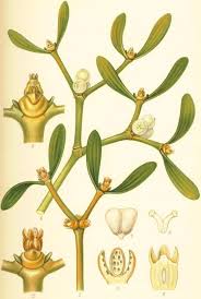 Attēlu rezultāti vaicājumam “Viscum album”