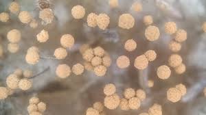 Attēlu rezultāti vaicājumam “Cribraria intricata young”