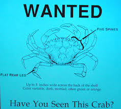 Image result for Carcinus maenas