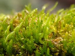 Attēlu rezultāti vaicājumam “Platygyrium repens”