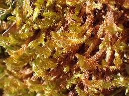 Attēlu rezultāti vaicājumam “Hypnum cupressiforme var. lacunosum”