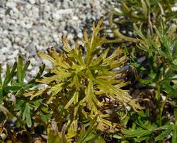 Attēlu rezultāti vaicājumam “Aconitum napellus leaf”